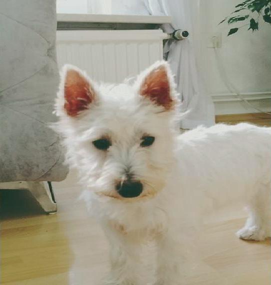 West highlend Terrier Hündin
