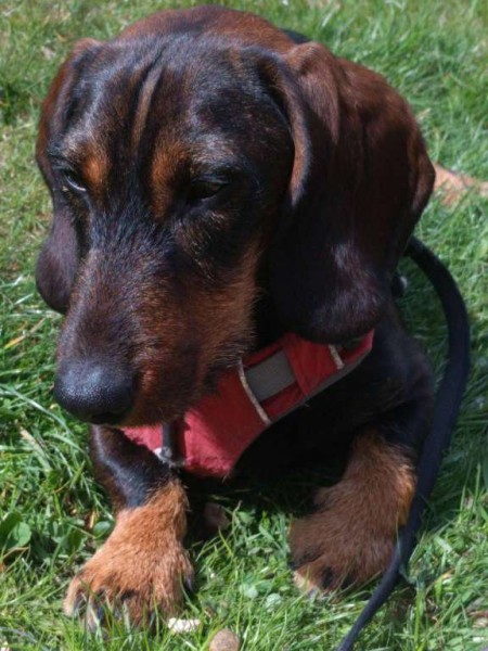 Dackel Deckrüde