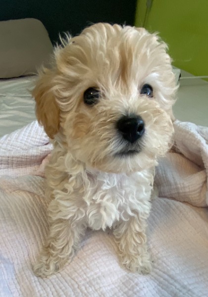 Maltipoo Rüde Hazel