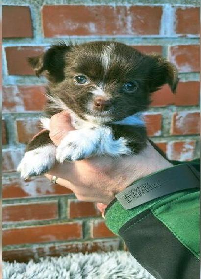 Chihuahua Welpen LH Chihuahua Welpen LH