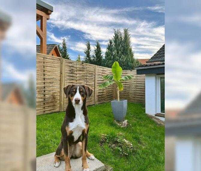 Appenzeller Sennenhund Appenzeller Sennenhund