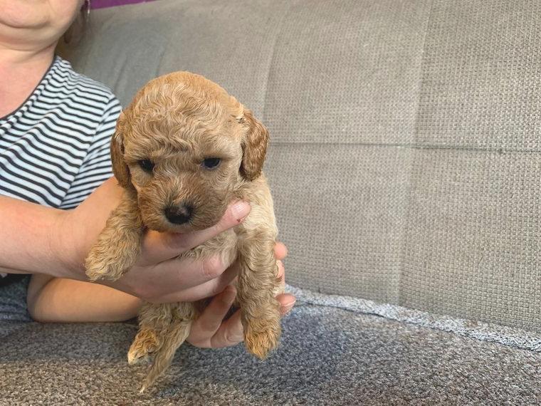 Nach unserer Maltipoo Wurfankündigung: Welpen sind abgabebereit
