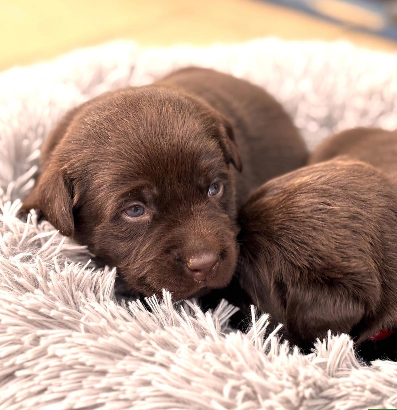 Braune Labrador Welpen mit Stammbaum