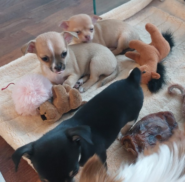 Süsse Chihuahua Welpeli CH Süsse Chihuahua Welpeli CH