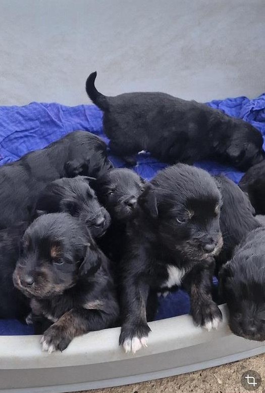 Golden Retriever Mischlings Welpen suchen Zuhause Golden Retriever Mischlings Welpen suchen Zuhause