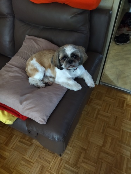Deckrüde Shih Tzu