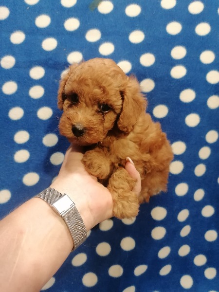 Toy/Zwerg Pudel - Malteser - Tibet Spaniel Welpen