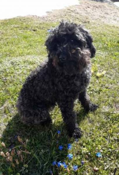 Croisée cherche cocker, schnauzer, cockapoo, barbet, lagotto... Croisée cherche cocker, schnauzer, cockapoo, barbet, lagotto...