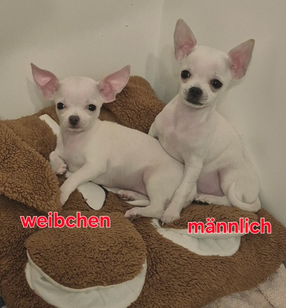 Chihuahua welpen Chihuahua welpen