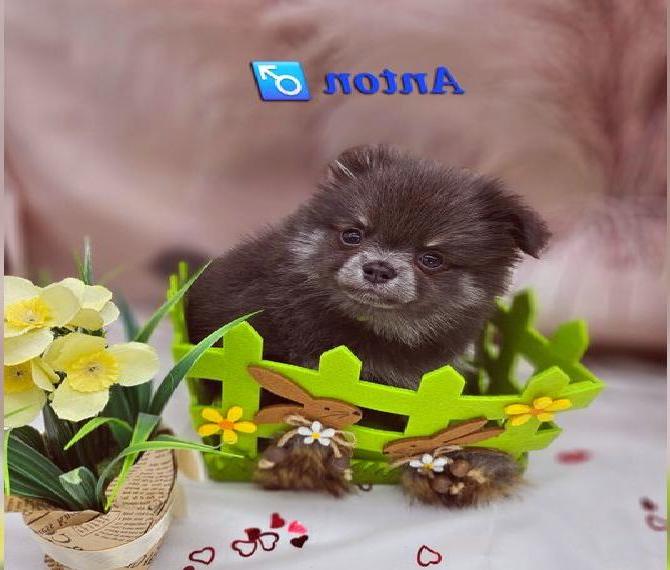 Farblich wunderschöne Pomchi Welpen mit Ahnentafel