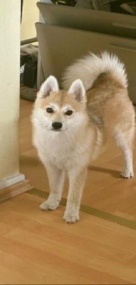 Pomsky F1 Weibchen