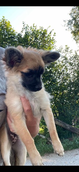 Chihuahua Welpen zu verkaufen
