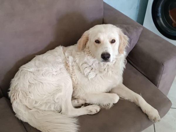 Jimmy, Golden Retriever Mix im Canile Jimmy, Golden Retriever Mix im Canile