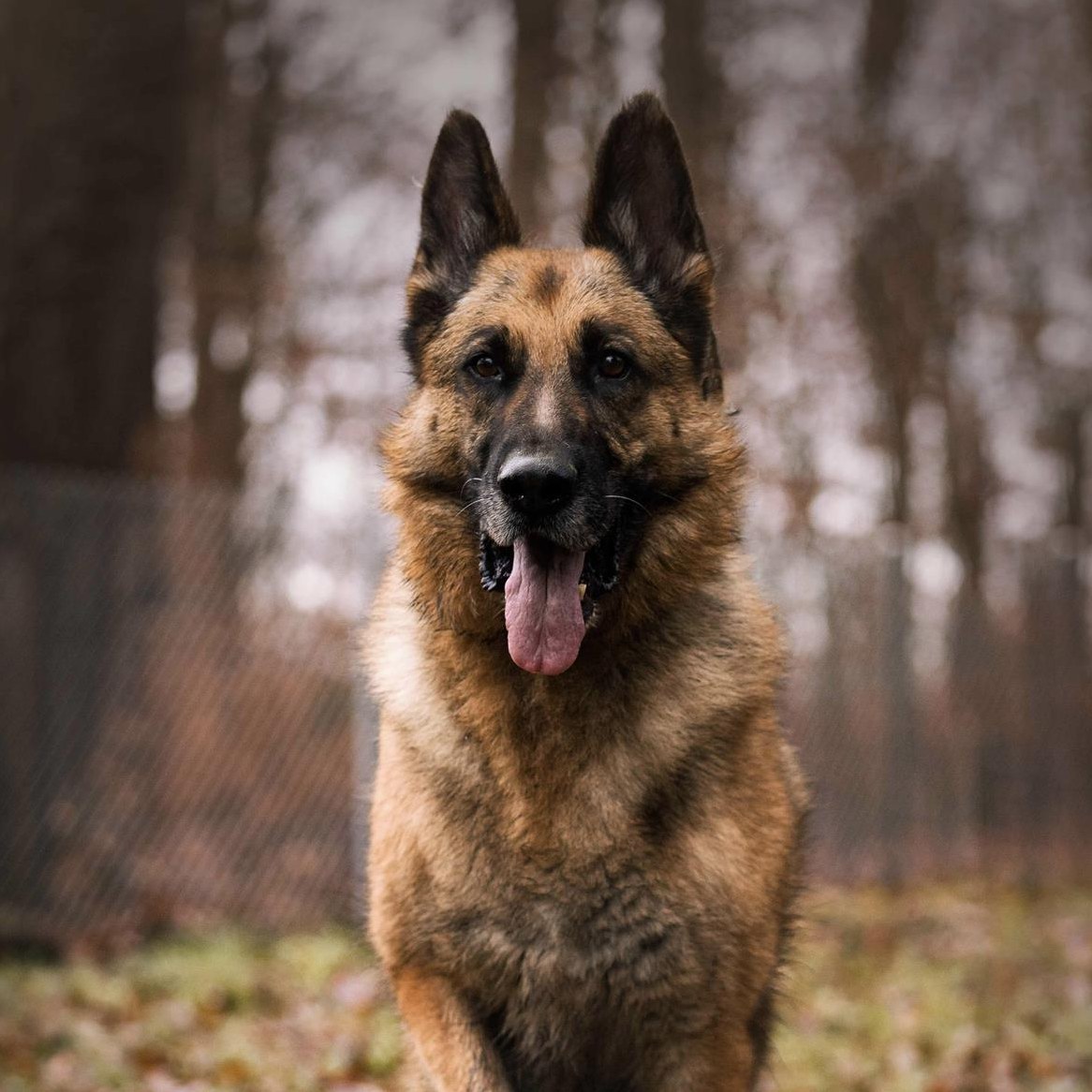 Schäferhund Rüde Cäsar nach Schicksalsschlag wieder bei uns