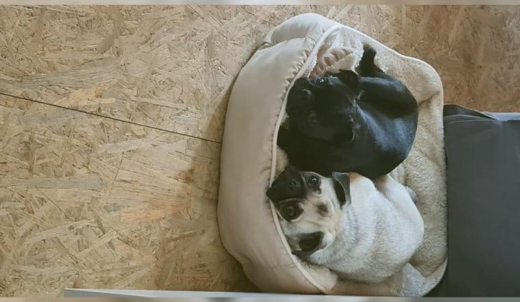 Retro mops mit Ahnentafel