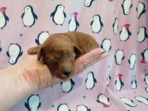 Toy/Zwerg Pudel-Malteser-Pomeranian Spitz-Tibet Spaniel Welpen Toy/Zwerg Pudel-Malteser-Pomeranian Spitz-Tibet Spaniel Welpen