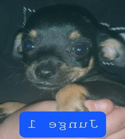 Chihuahua Welpen dürfen Ausziehen Chihuahua Welpen dürfen Ausziehen