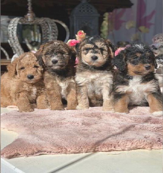 Golden Doodle Welpen In sehr schöne Farben