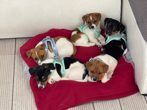 Jack Russell Welpe
