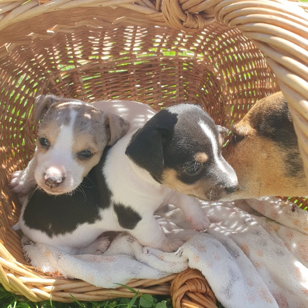 Jack Russel Welpen Jack Russel Welpen