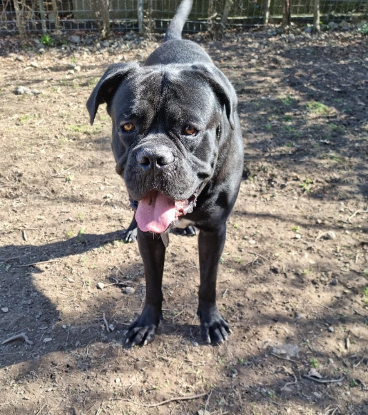Sehr schöner, reinrassiger Cane Corso Rüde sucht Zuhause