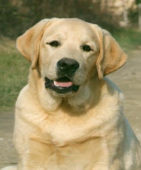 Ein atemberaubender gelber Labrador-Retriever-Welpe sucht eine liebevolle Familie.