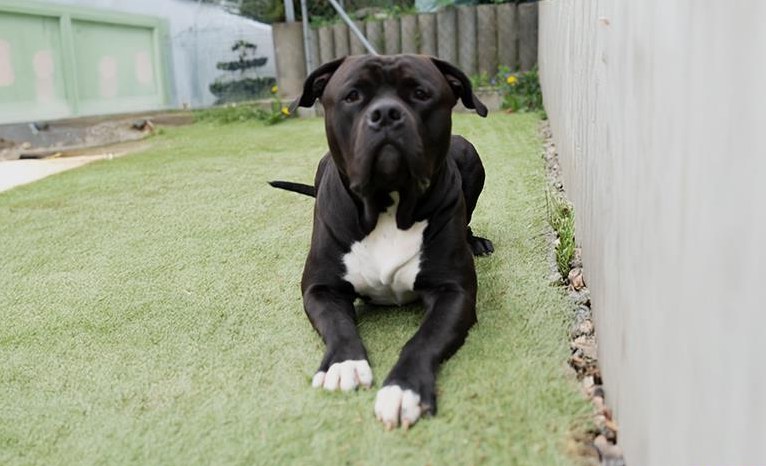 American Bully XL Deckrüde Kuba