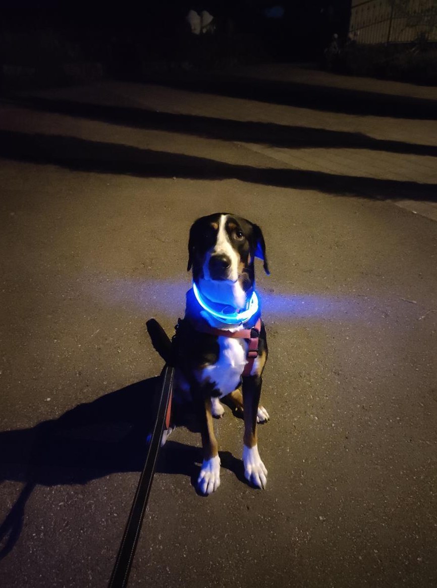 Liebervoller Grosser Schweizer Sennenhund Rüde Liebervoller Grosser Schweizer Sennenhund Rüde