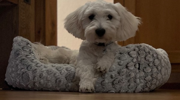 Bichon Frisé abzugeben (von privat)