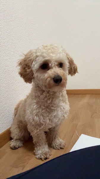 Deckrüde Maltipoo