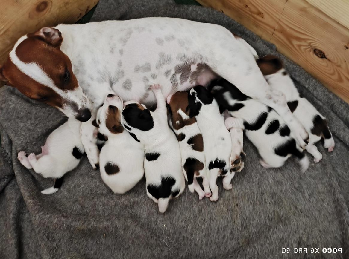 Reinrassige Jack Russell Welpen aus CH-Zucht Reinrassige Jack Russell Welpen aus CH-Zucht