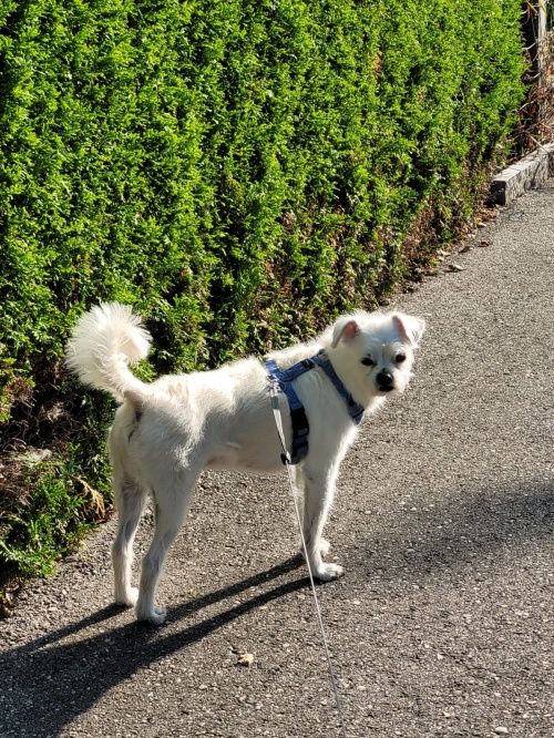 Unterstützung Hundesitting Unterstützung Hundesitting