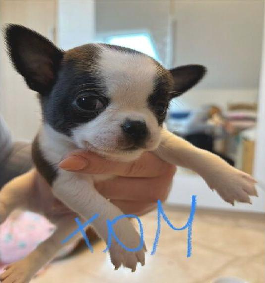Chihuahua Welpen Chihuahua Welpen