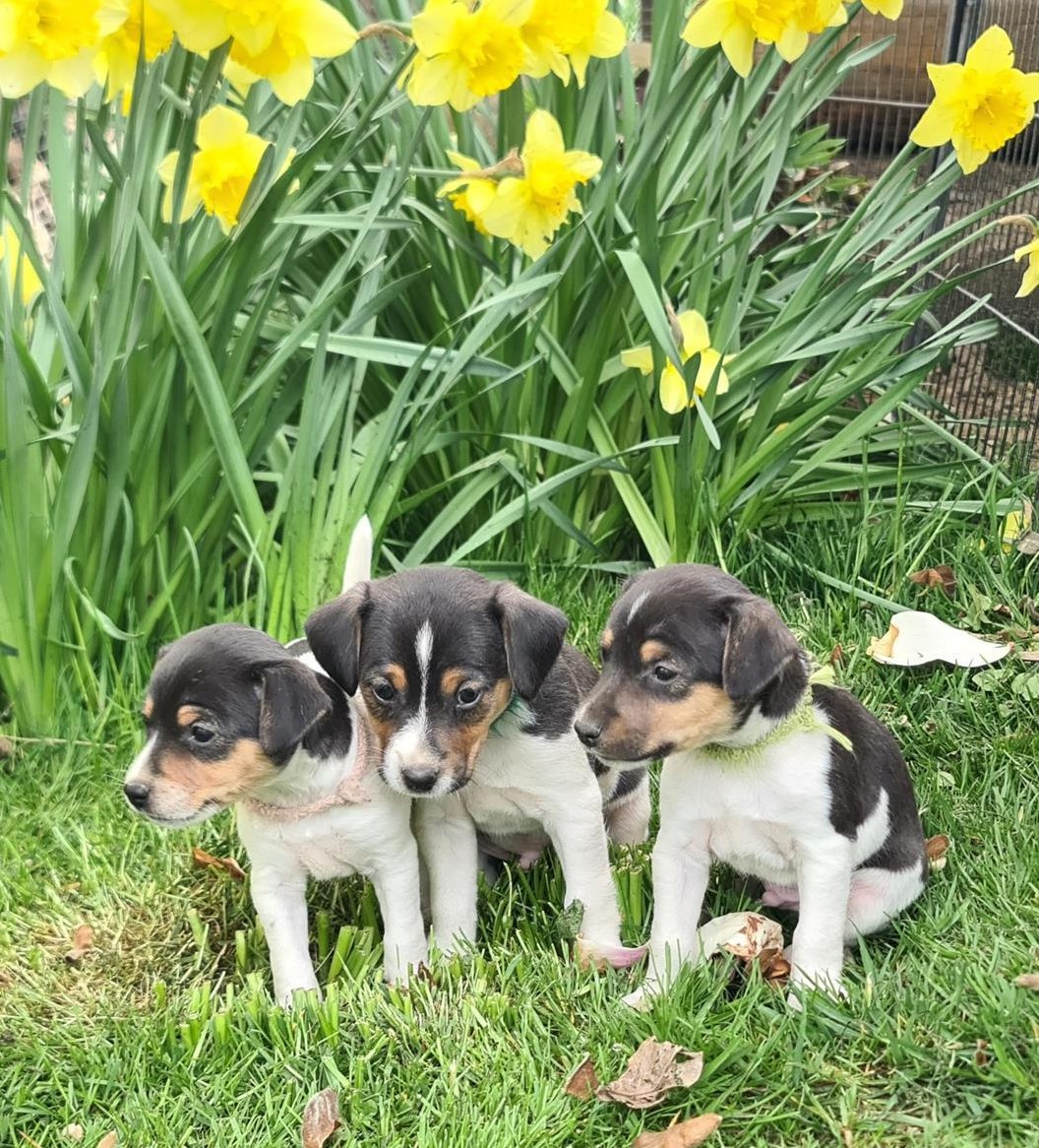 Parson Jack Russell Terrier Welpen Parson Jack Russell Terrier Welpen