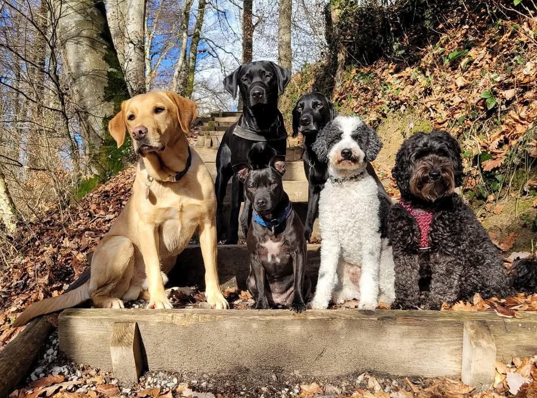 Hundebetreuung Groggi-Dog, hat wieder freie Plätze Hundebetreuung Groggi-Dog, hat wieder freie Plätze