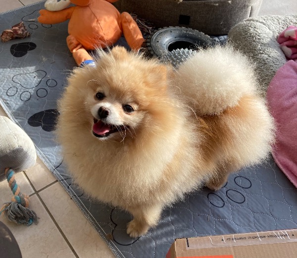 Pomeranian- Zwergspitz Hündin