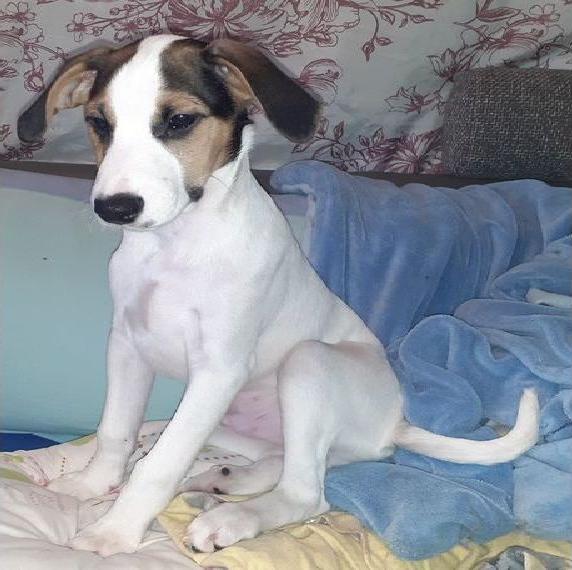 Parson Jack Russell Welpen Parson Jack Russell Welpen
