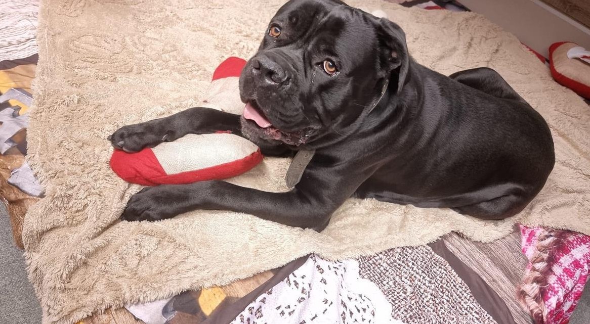 Reinrassiger Cane Corso Rüde sucht ein Zuhause Reinrassiger Cane Corso Rüde sucht ein Zuhause
