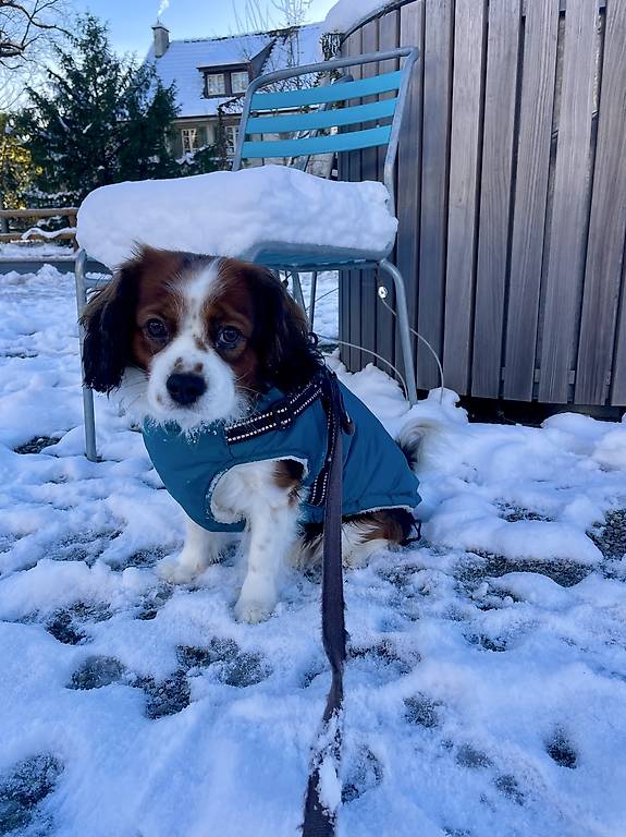 Jacke für Hunde (Waterproof )