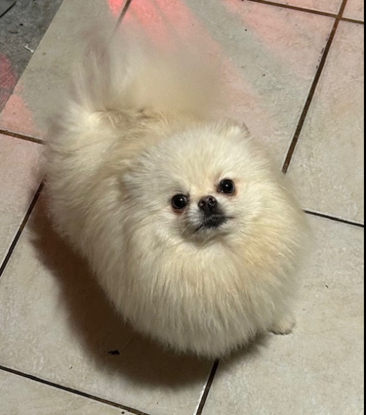 Wundrschöne Pomeranien Hündin abzugeben