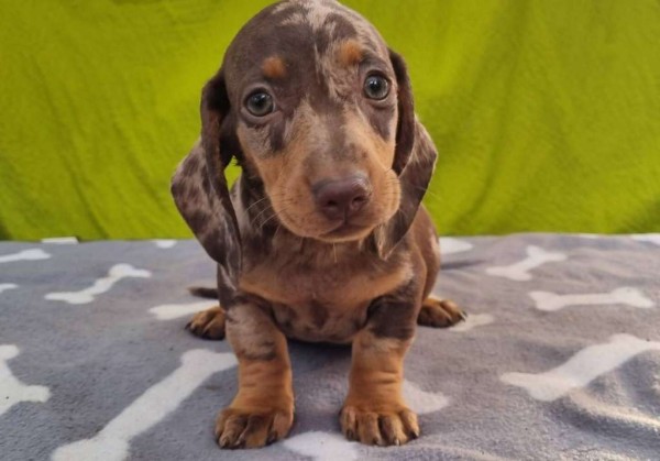 Dackel Welpen abzugeben (Dachshund / Teckel)