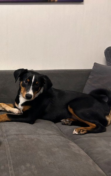 Appenzeller Sennenhund Appenzeller Sennenhund