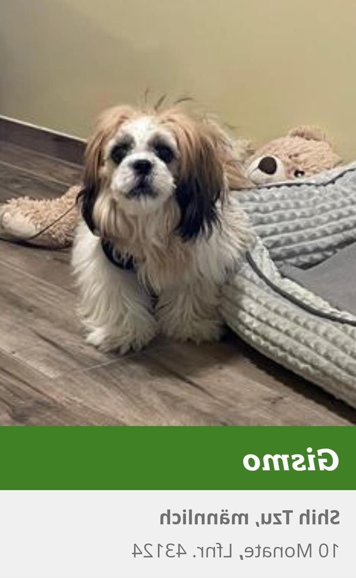 Hunde Vermittlung aus Tierheimen und Tierschutz