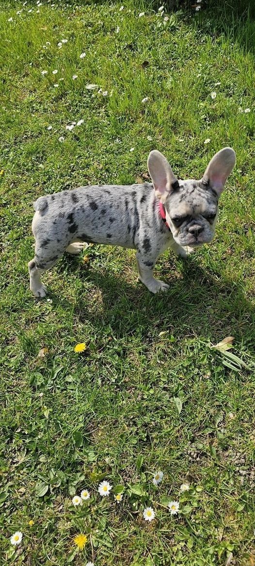 Französische Bulldoggen Welpen suchen liebes Zuhause