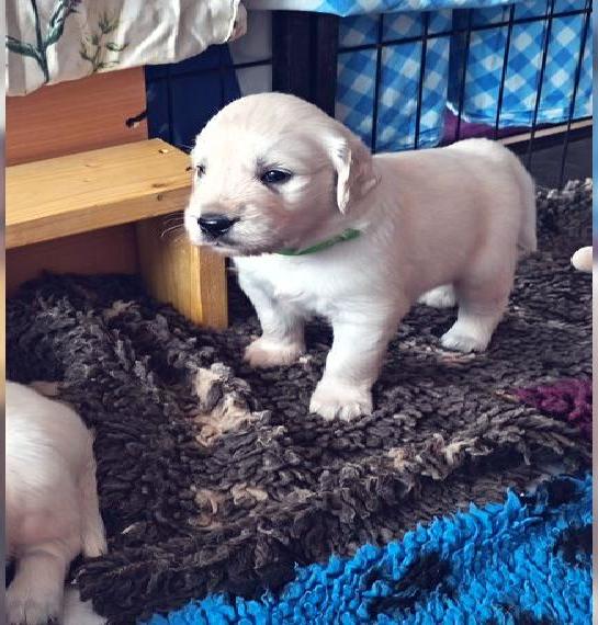 Wunderschöne Golden Retriever Welpen suchen liebevolle Familien Wunderschöne Golden Retriever Welpen suchen liebevolle Familien
