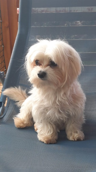 Rheinrassiger Maltese Deckrüde Rheinrassiger Maltese Deckrüde