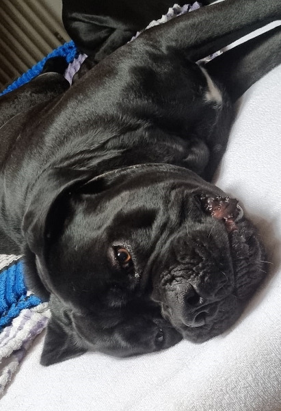 Sehr schöner, reinrassiger Cane Corso Rüde sucht Zuhause