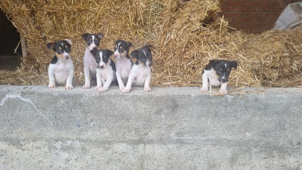 Jack Russell Jack Russell
