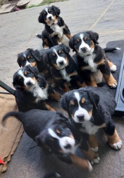 Cuccioli di Bovaro Bernese