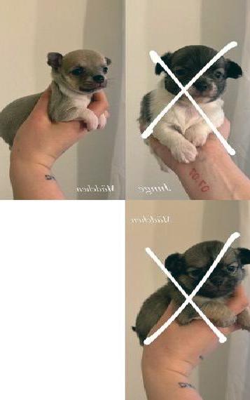 Chihuahua Welpen Chihuahua Welpen